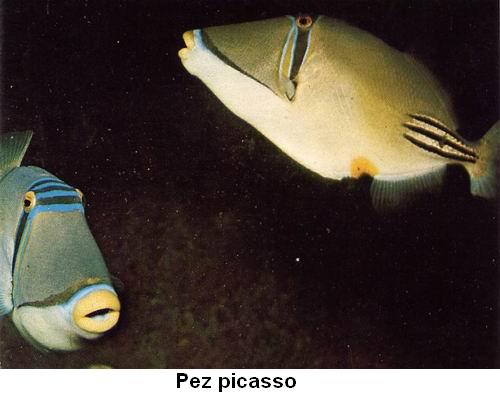 Pez Picasso.jpg